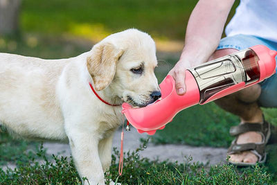 Portable Doggy Water Bottle for Outdoor Pets from NickAlly - NickAlly