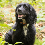 GPS Dog Collar for Reliable Pet Tracking NickAlly - NickAlly