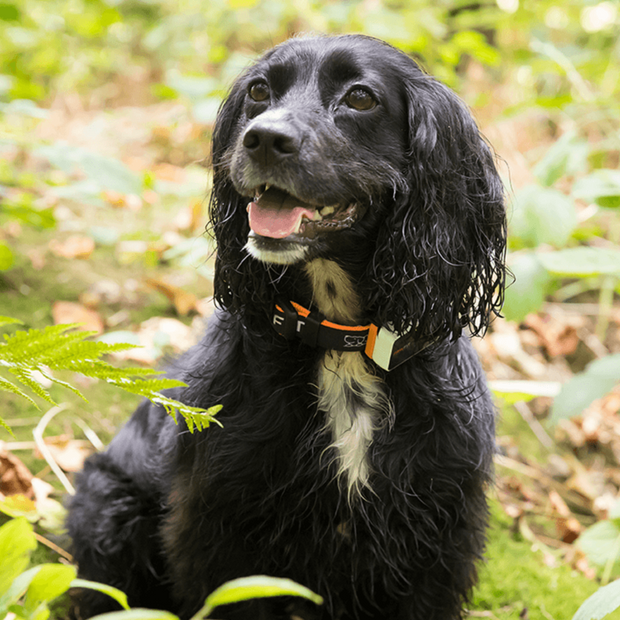 GPS Dog Collar for Reliable Pet Tracking NickAlly - NickAlly