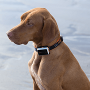 GPS Dog Collar for Reliable Pet Tracking NickAlly - NickAlly