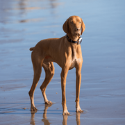 GPS Dog Collar for Reliable Pet Tracking NickAlly - NickAlly