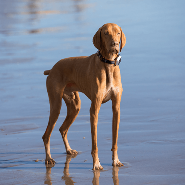 GPS Dog Collar for Reliable Pet Tracking NickAlly - NickAlly