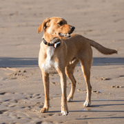 GPS Dog Collar for Reliable Pet Tracking NickAlly - NickAlly