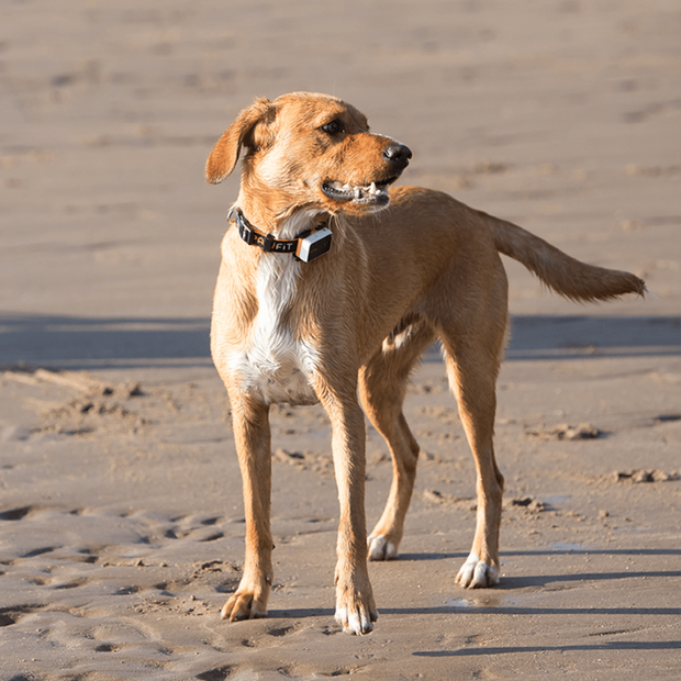 GPS Dog Collar for Reliable Pet Tracking NickAlly - NickAlly